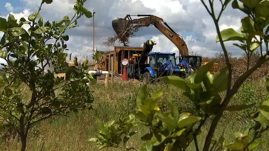 A yellow Caterpillar hydraulic excavator feeds woody brush into a blue tractor-pulled tub grinder at a Central Florida burn site, framed by foreground vegetation with a partly cloudy sky overhead